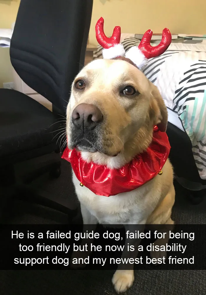 191 Hilarious Dog Snapchats That Are Impawsible Not To Laugh At (Part 4)