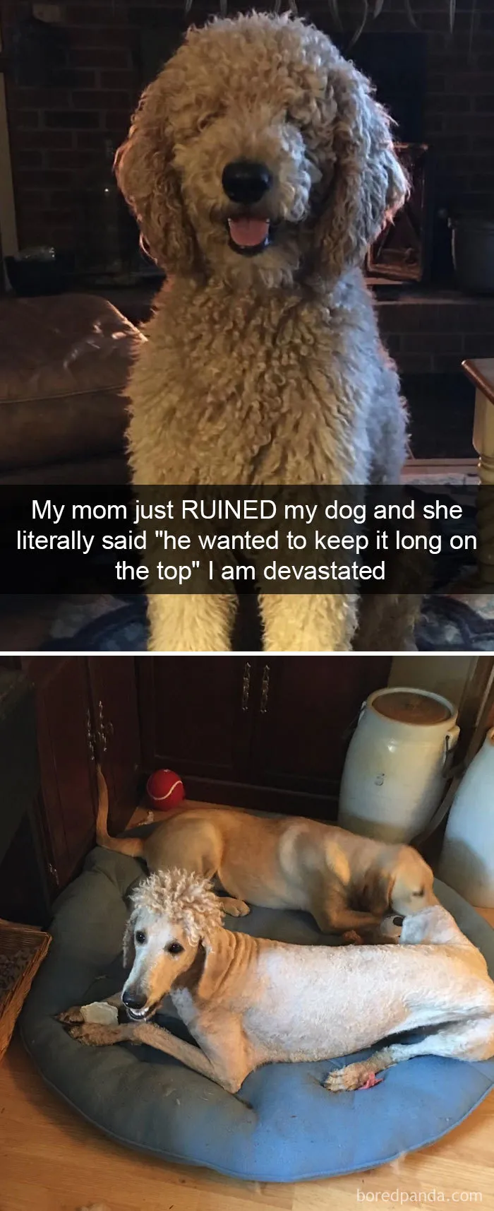 191 Hilarious Dog Snapchats That Are Impawsible Not To Laugh At (Part 4)