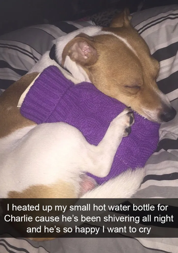191 Hilarious Dog Snapchats That Are Impawsible Not To Laugh At (Part 4)