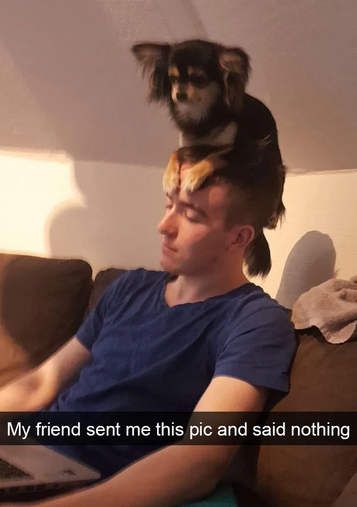 191 Hilarious Dog Snapchats That Are Impawsible Not To Laugh At (Part 4)