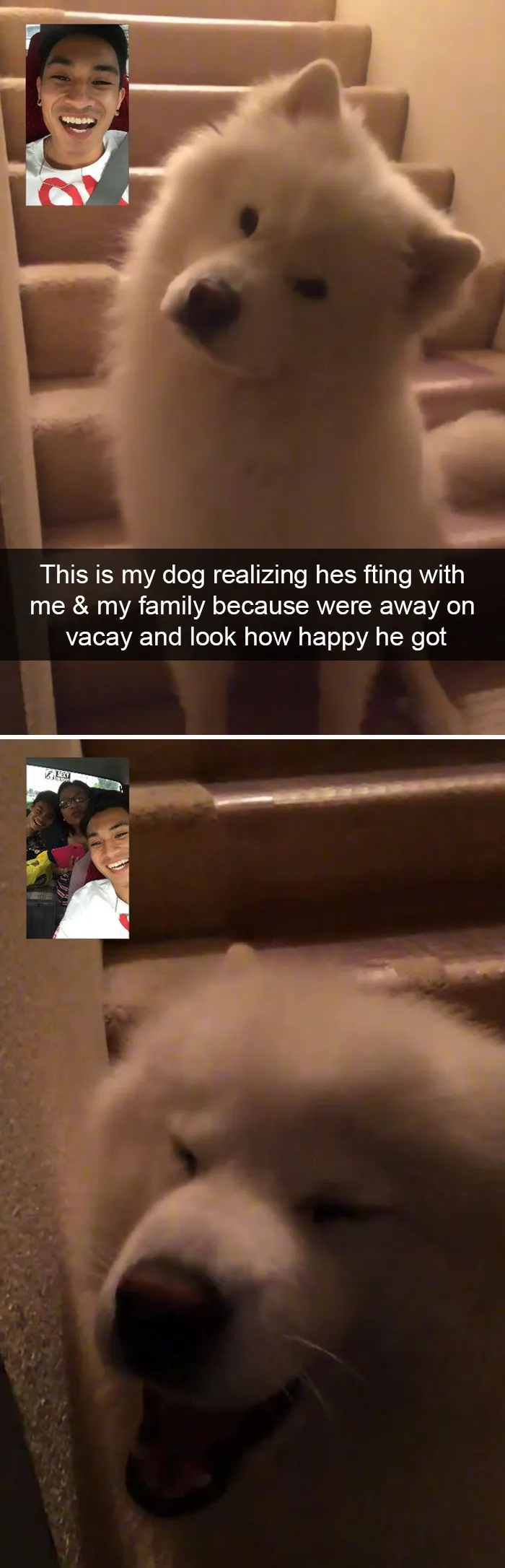 191 Hilarious Dog Snapchats That Are Impawsible Not To Laugh At (Part 4)