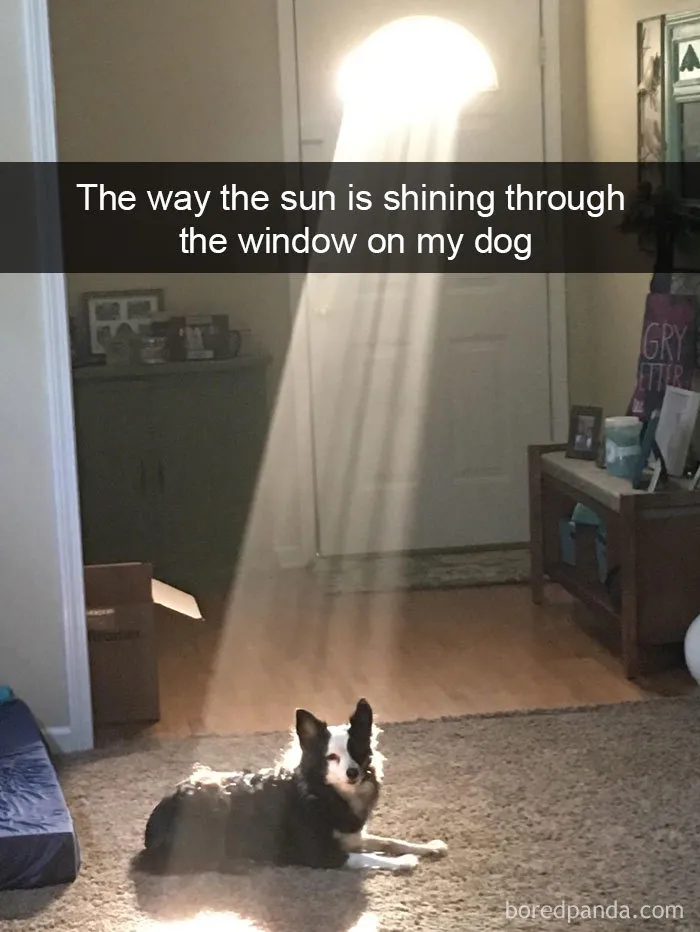 191 Hilarious Dog Snapchats That Are Impawsible Not To Laugh At (Part 4)