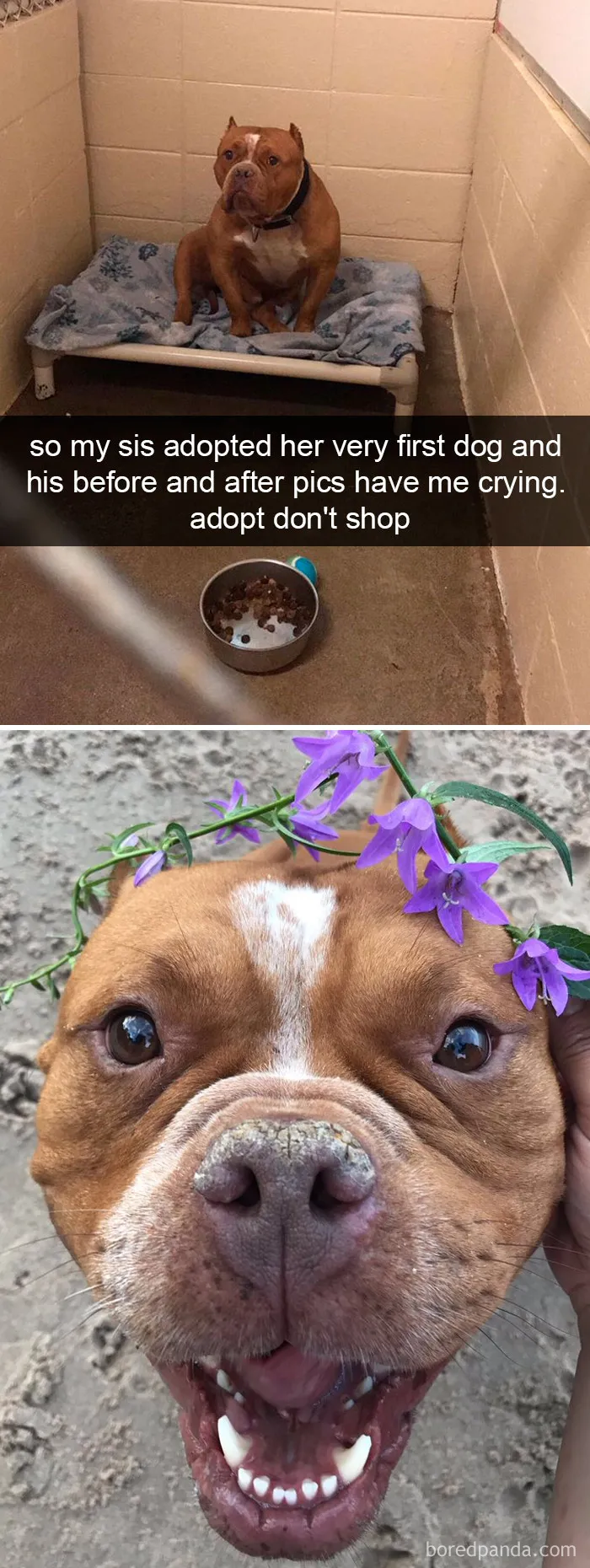 191 Hilarious Dog Snapchats That Are Impawsible Not To Laugh At (Part 4)