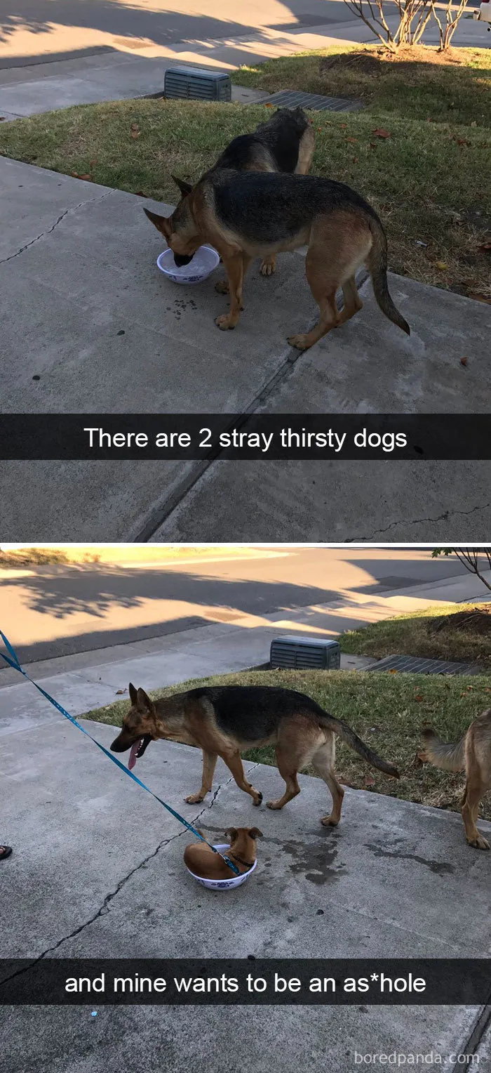 191 Hilarious Dog Snapchats That Are Impawsible Not To Laugh At (Part 4)