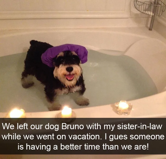 191 Hilarious Dog Snapchats That Are Impawsible Not To Laugh At (Part 4)