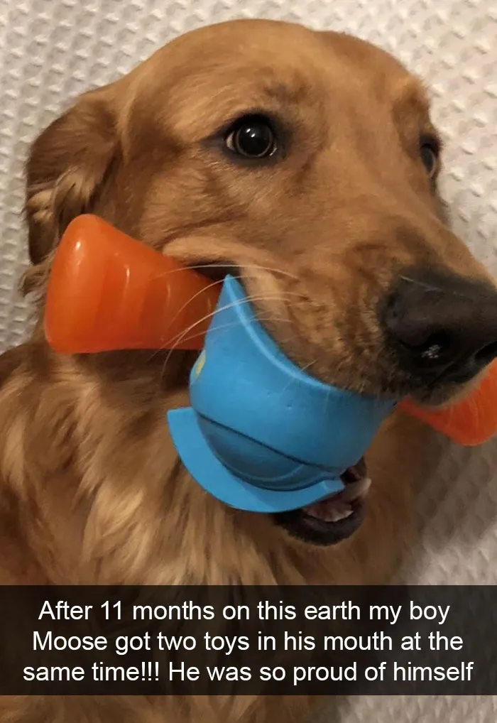 191 Hilarious Dog Snapchats That Are Impawsible Not To Laugh At (Part 4)