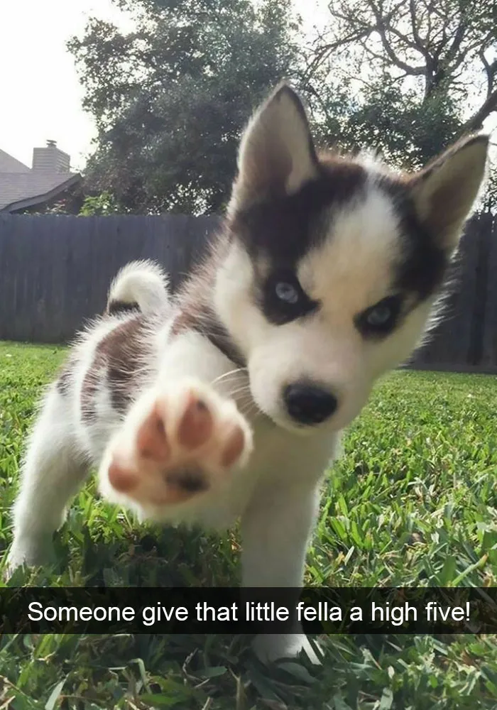191 Hilarious Dog Snapchats That Are Impawsible Not To Laugh At (Part 4)