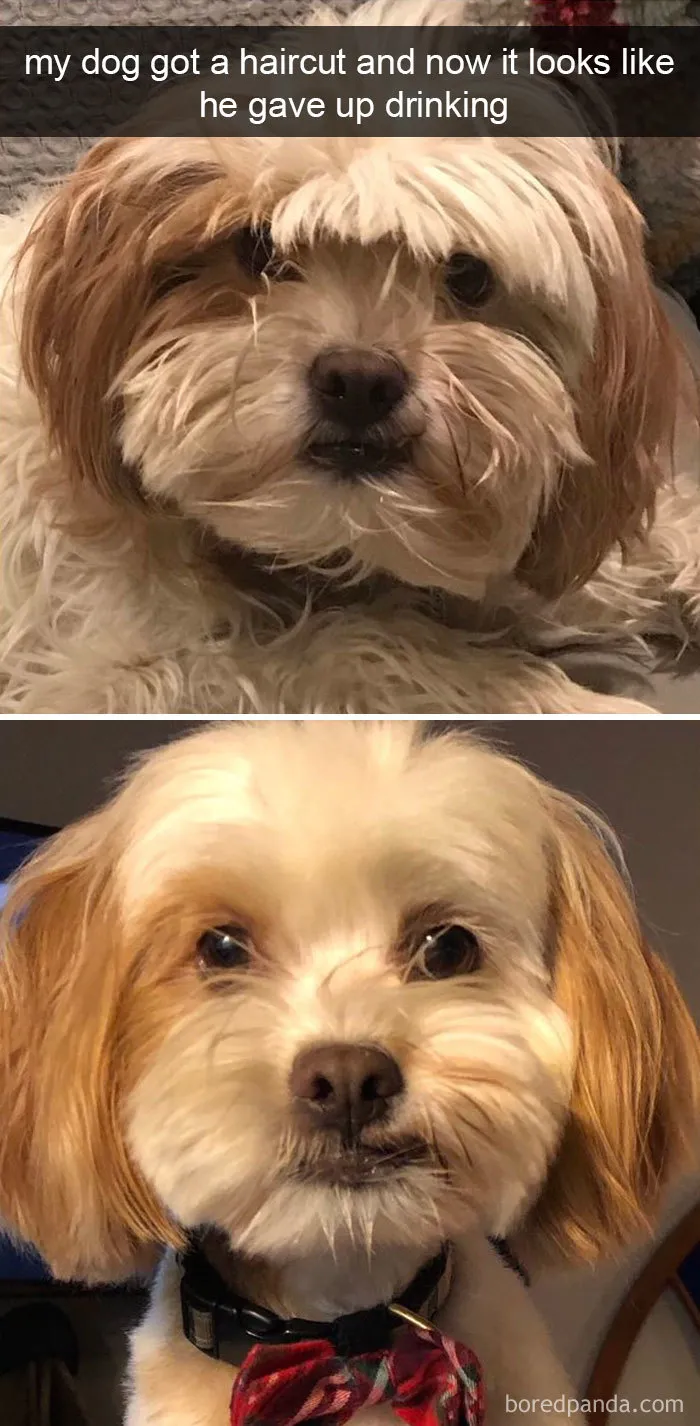 191 Hilarious Dog Snapchats That Are Impawsible Not To Laugh At (Part 4)