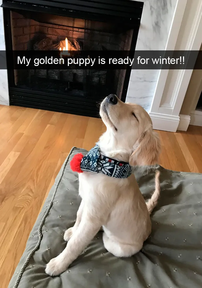 191 Hilarious Dog Snapchats That Are Impawsible Not To Laugh At (Part 4)