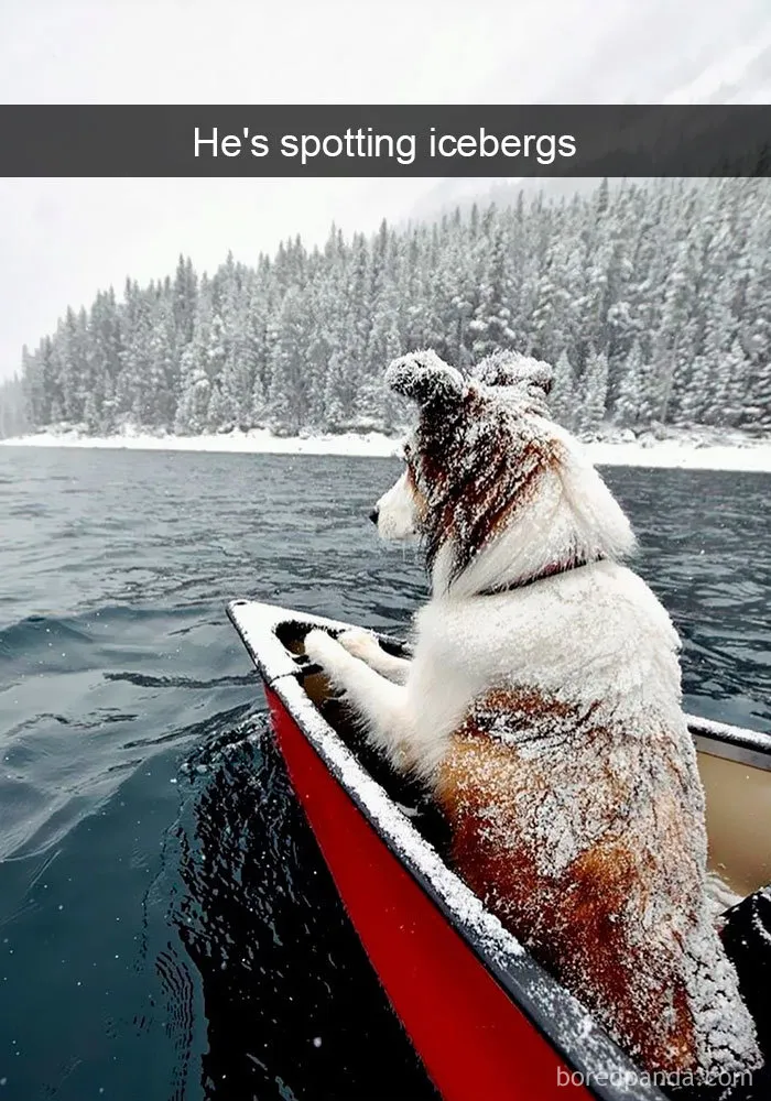191 Hilarious Dog Snapchats That Are Impawsible Not To Laugh At (Part 4)