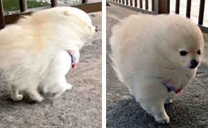 191 Hilarious Dog Snapchats That Are Impawsible Not To Laugh At (Part 4)