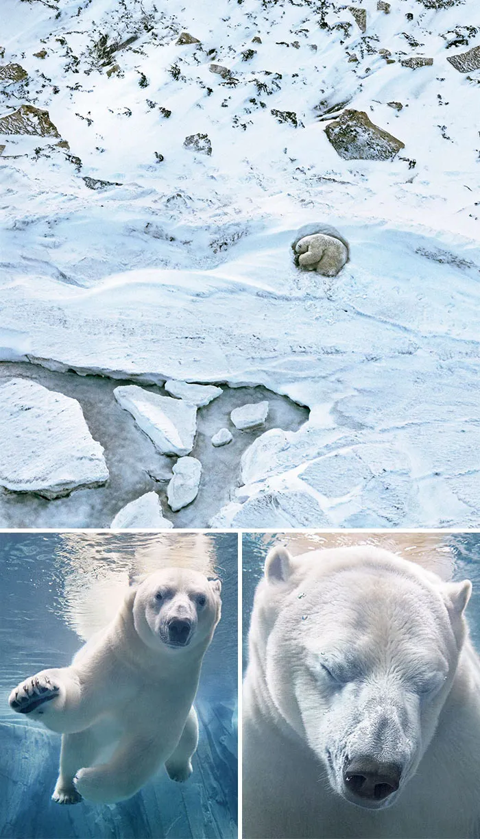 Oso polar