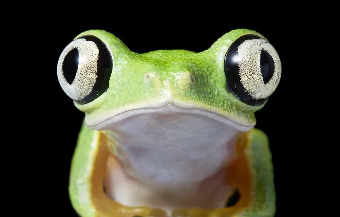 Rana arborícola