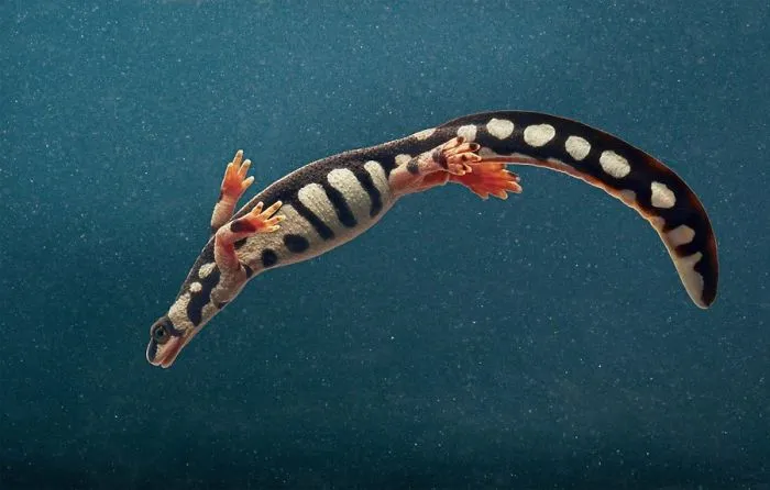 Salamandra kaiser