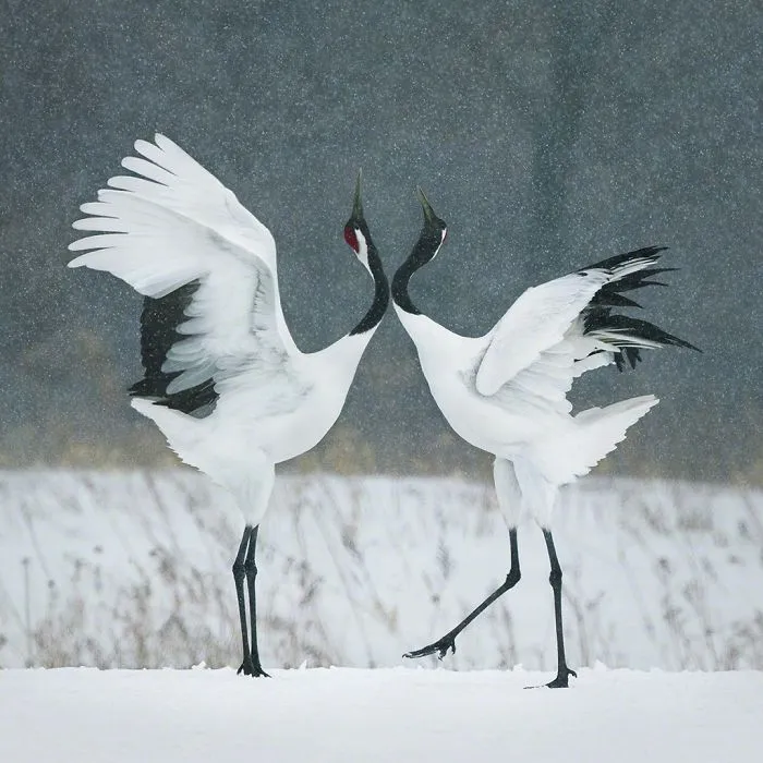 Grulla de Manchuria