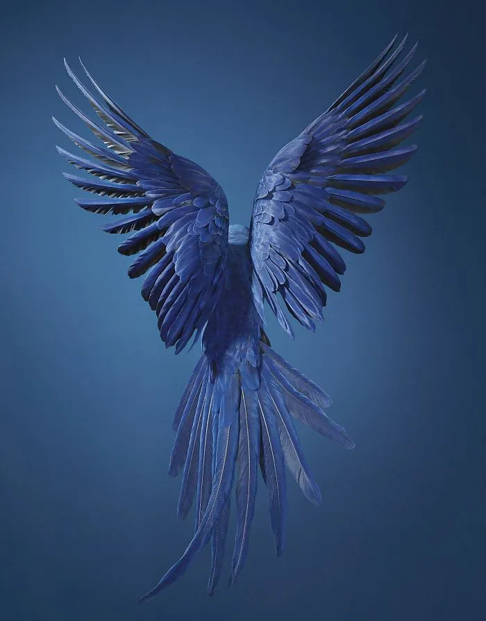 Hyacinth Macaw