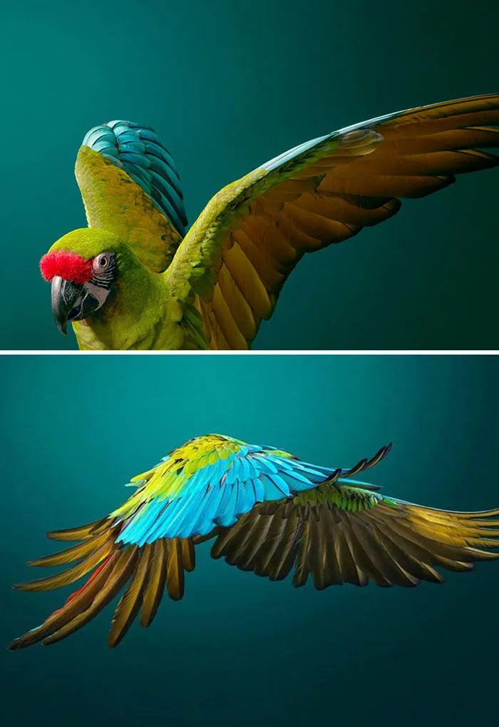 Guacamayo verde