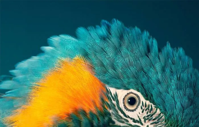 Guacamayo barbazul