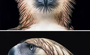 Photographer Spends 2 Years Photographing Animals That May Soon Be Extinct, And It Breaks Our Hearts