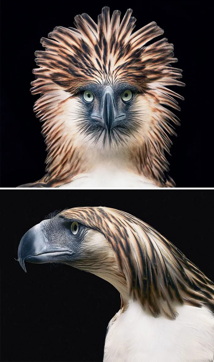 Águila monera