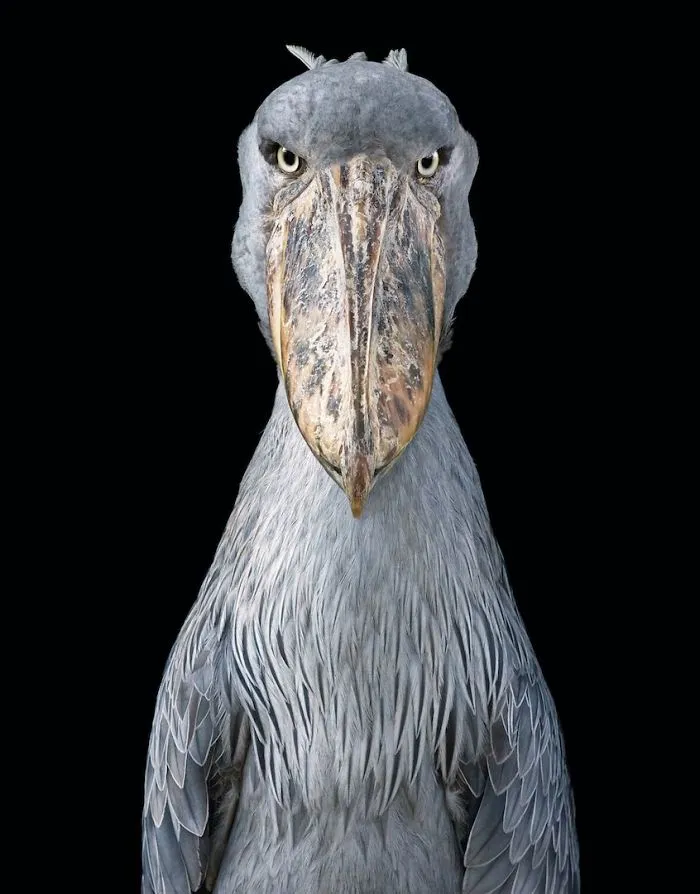 Picozapato