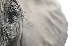 Photographer Spends 2 Years Photographing Animals That May Soon Be Extinct, And It Breaks Our Hearts