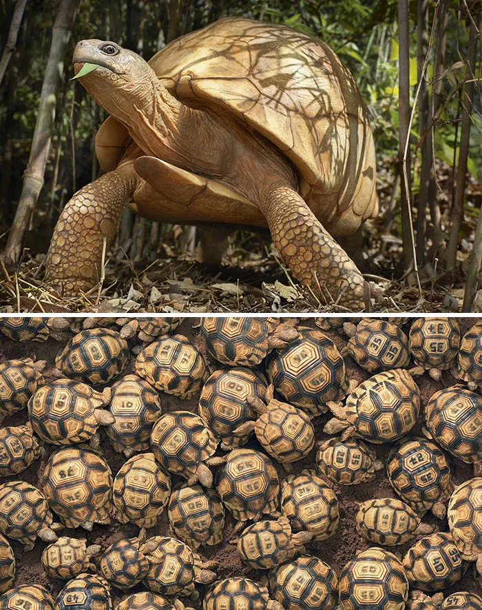 Tortuga angonoka