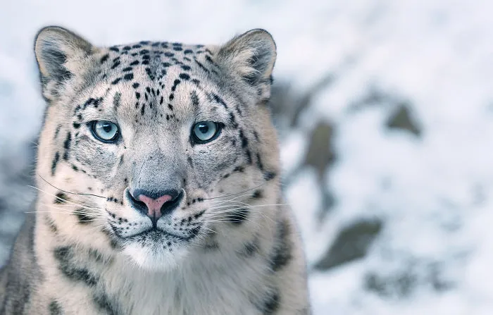 Leopardo de las nieves