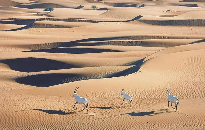 Órix de Arabia