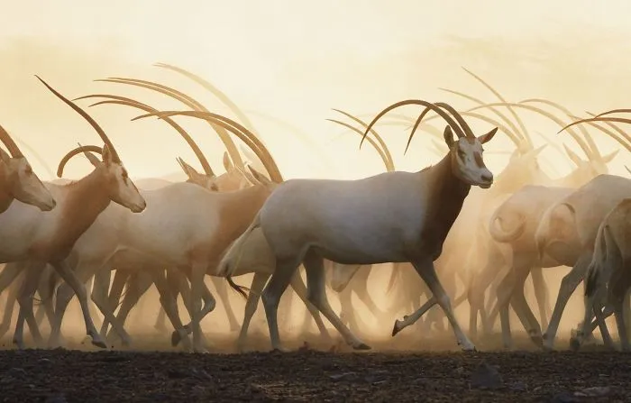 Órix blanco