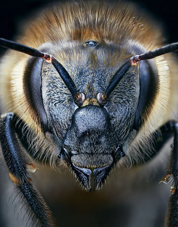 Abeja europea