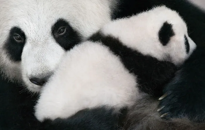 Panda gigante
