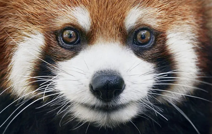 Panda rojo