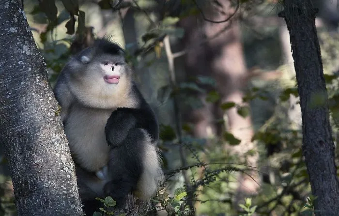 Langur negro de nariz chata