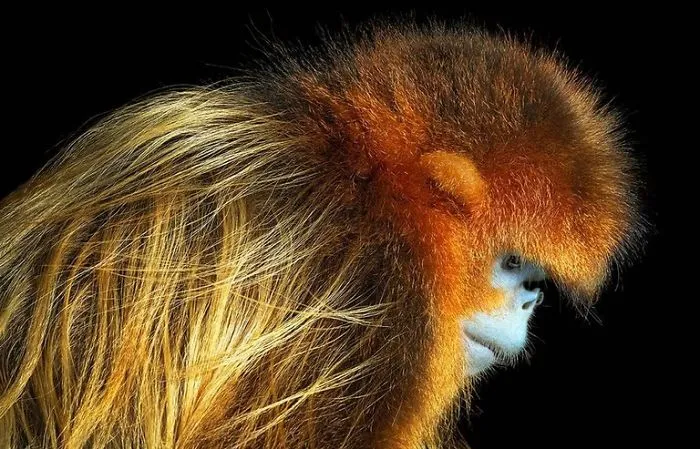 Langur chato dorado