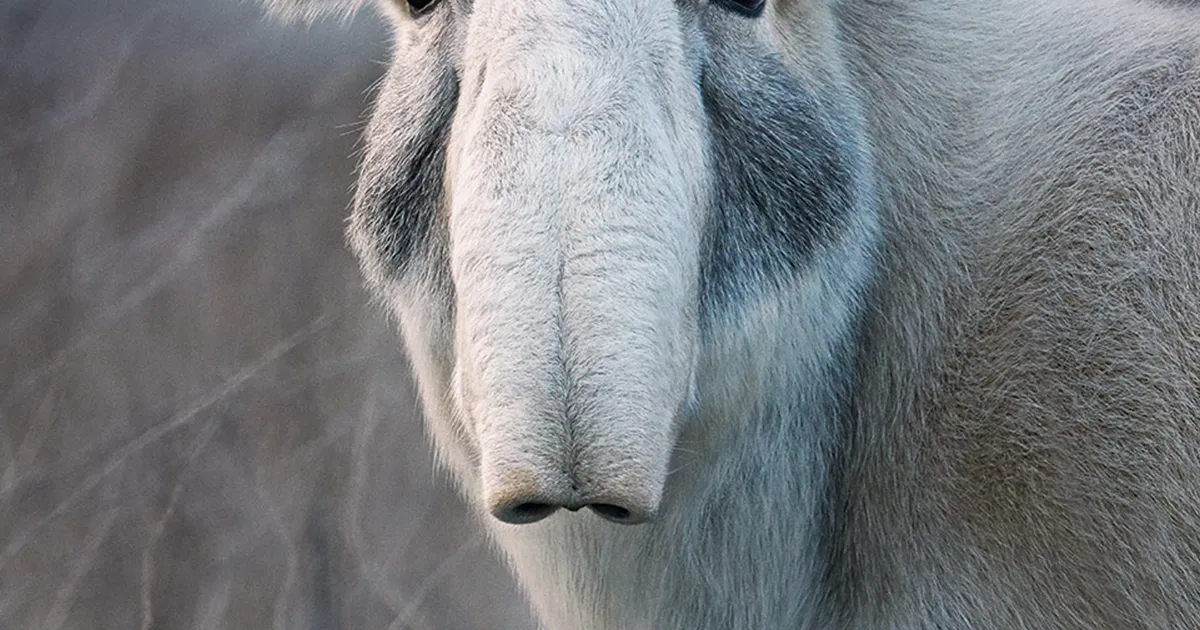 Este fotógrafo pasó 2 años retratando animales que pronto podrían extinguirse, y nos rompe el corazón