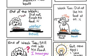 Bowls Confusion