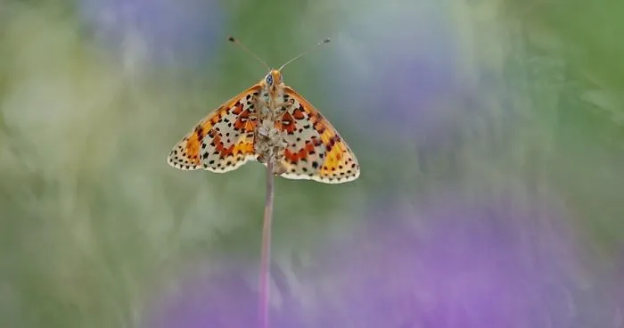 This Video Will Show You A Fairytale Nature World