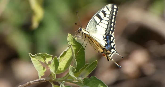 I Photograph Butterflies And Other Insects
