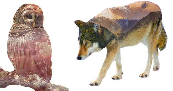 I Use Double Exposure To Create A Series That Merge Wildlife With Landscapes