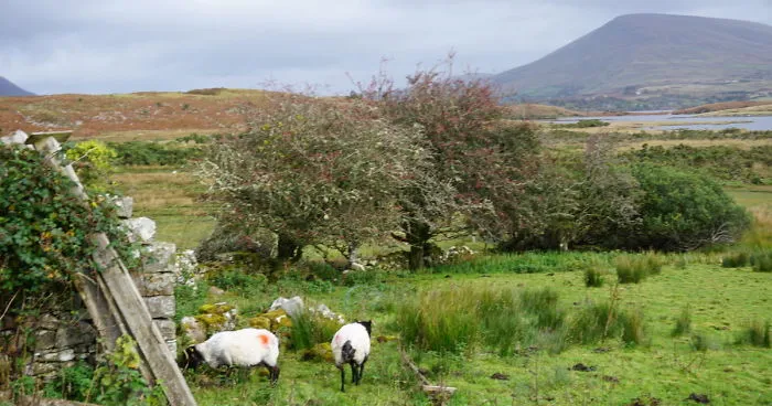 I Took These Delightful Photos While Biking Ireland's Great Western Greenway