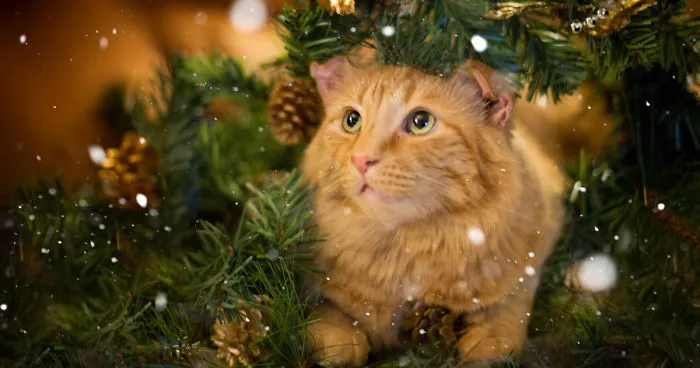 I Unboxed Christmas Decorations And The Cats Are Shook