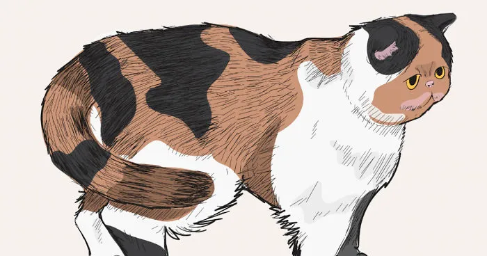 Our Designer Just Illustrated Different Types Of Cat Breeds And We Are Freaking Out By How Cute They Are