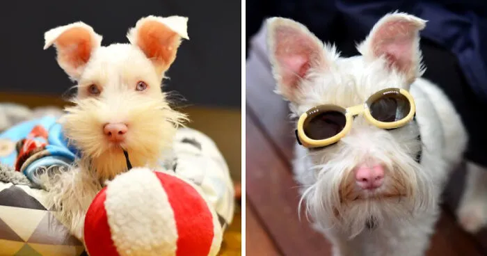 Albino Puppy Wears Special Sunglasses For Protection To Survive