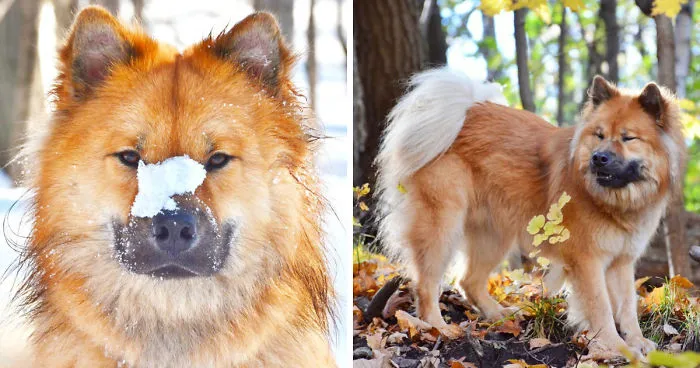 My Little Fox Disguised As A Dog
