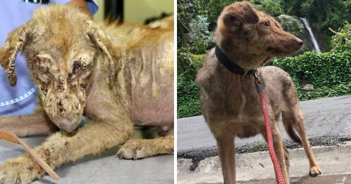 The Incredible Transformation Of Enrique - A Street Dog From Guatemala