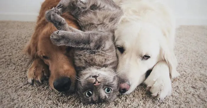 Meet Three Best Friends - Two Dogs And A Cat Who Love Doing Everything Together