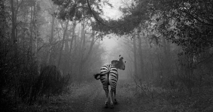 I "Free" Zoo Animals By Bringing Them Back To The Forest With Photoshop