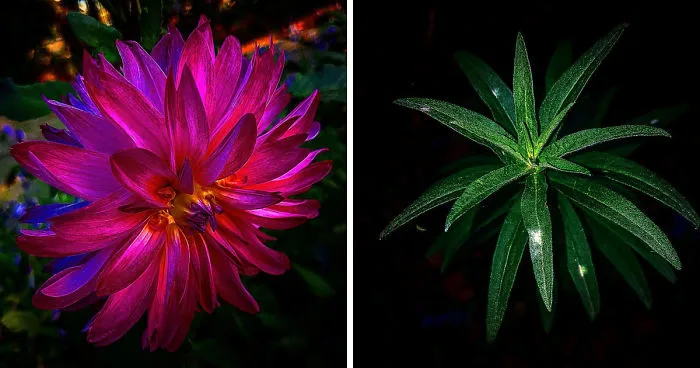 Photographer From Kiev Creates Absolutely Incredible Macrophotographs Of Flowers And Plants Using A Smartphone