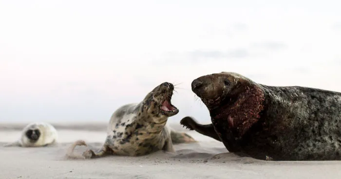 Sable Island Is The Host To The World's Largest Single Grey Seal Breeding Colony